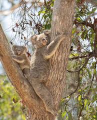 Koala and young baby joey resting in sunny Australia. © alec