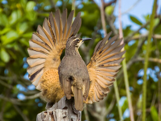 Victoria's Riflebird in Queensland Australia