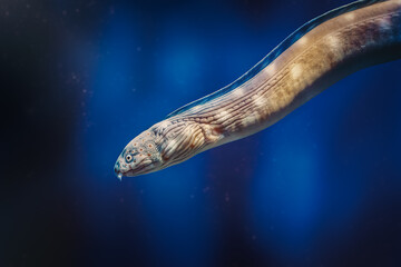 Sharptail snake-eel (Myrichthys breviceps) - Underwater Moray Eel