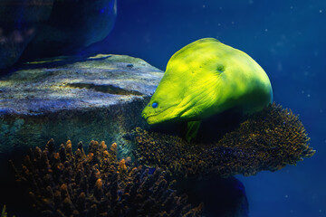 Green Moray (Gymnothorax funebris) - Large Moray Eel