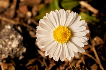 Isolated white chamomile flower blooming against a backdrop of gray rocks