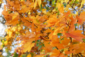Maple tree with autumn Golden leaves.