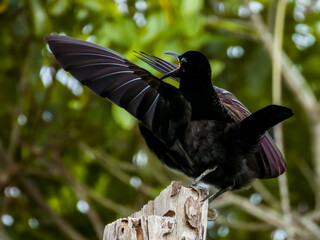 Victoria's Riflebird in Queensland Australia