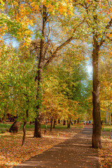 A colorful alley, a path for walking in the autumn park among the trees.