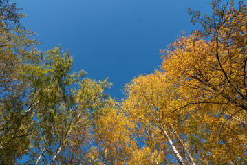 Fototapeta na wymiar View of the tops of white birch trunks with autumn leaves against a blue clear sky.