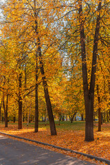 A colorful alley, a path for walking in the autumn park among the trees.