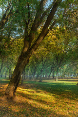 Fototapeta premium The city park is illuminated by the sunlight of the outgoing summer.