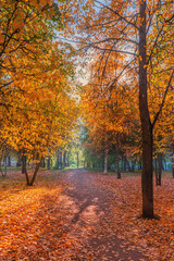 A colorful alley, a path for walking in the autumn park among the trees.