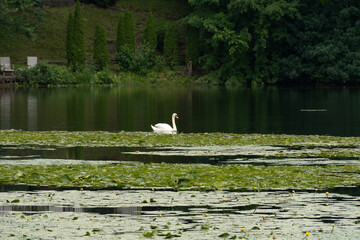 Swan