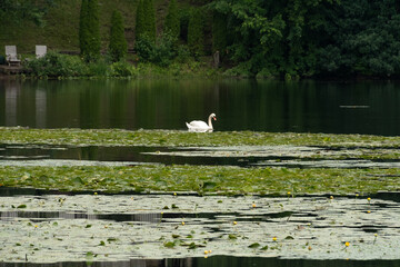 Swan and Reflection