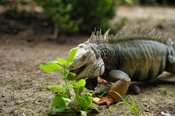 close up of a iguana