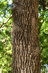 Obraz premium American sweetgum ( Liquidambar styraciflua ) autumn leaves. Altingiaceae deciduous tree. The leaves are 5 to 7 lobed and the autumn leaves are beautiful.