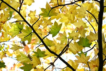 American sweetgum ( Liquidambar styraciflua ) autumn leaves. Altingiaceae deciduous tree. The leaves are 5 to 7 lobed and the autumn leaves are beautiful.