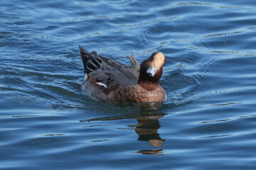 eurasian wigeon in a seashore