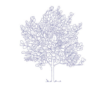 Balsam Apple Tree, Copey Tree, Scotch-Attorney Tree, Clusia rosea Jacq. Tree Drawing