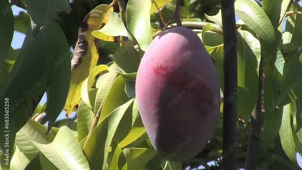 Poster ripe mango in a mango tree