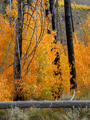 Autumn Aspen forest in a forest burnt tree stand