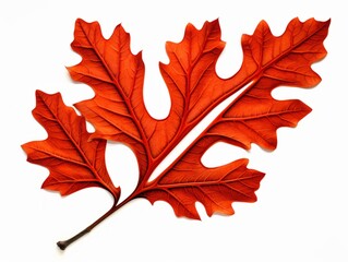 Fototapeta premium Uncover the Hidden Beauty: Exquisite Red Oak Leaf on Pristine White Background Generative AI