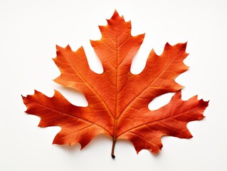 Unveiling Autumn's Beauty: Vibrant Red Oak Leaf on Pristine White Background Generative AI