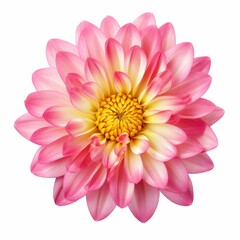 Obraz premium Stunning Solitary Pink Blossom: An Epitome of Elegance Isolated on Pure White! Generative AI