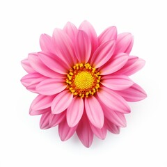 Exquisite Solo Pink Blossom: An Icon of Elegacy Isolated on White Backdrop Generative AI