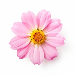 Stunning Solo Pink Blossom: Perfectly Isolated on a Crisp White Background Generative AI