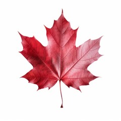 Stunning Solo: The Art of the Red Maple Leaf Isolated on a Pristine White Background Generative AI