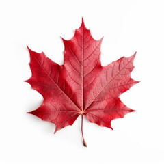 Stunning Solitude: A Perfectly Isolated Red Maple Leaf on White Background Generative AI