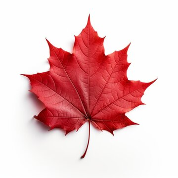 Stunning Solo: A Close-Up of an Isolated Red Maple Leaf Against a Pristine White Backdrop Generative AI