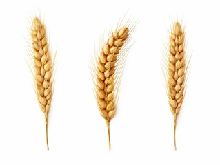 Experience the Charm of Rustic Elegance with These Stunning Isolated Wheat Ears on a Pristine White Background Generative AI