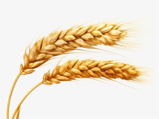Unveiling Nature's Gold: A Close-Up of Wheat Ears on Pristine White Backdrop Generative AI