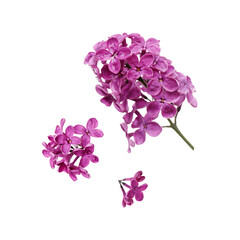 Beautiful lilac flowers falling on white background