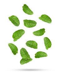 Fresh mint leaves falling on white background