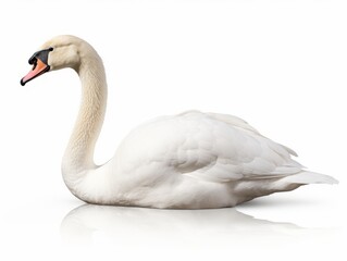 Captivating Grace: An Enthralling Capture of a Solitary White Swan Generative AI