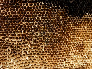 Honeycombs with natural healthy bees wax texture. Closeup of hexagonal bee wax cells structure on wooden frames, new ones are yellow and the older are darker