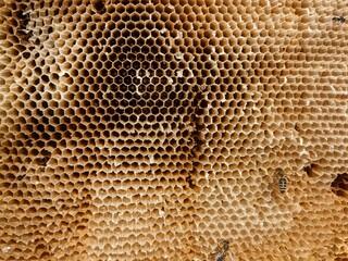 Honeycombs with natural healthy bees wax texture. Closeup of hexagonal bee wax cells structure on...