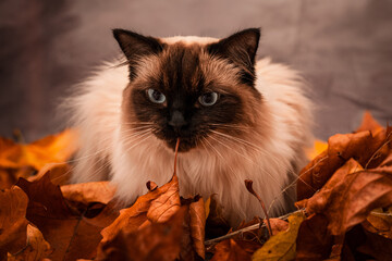 antumn ragdoll cat