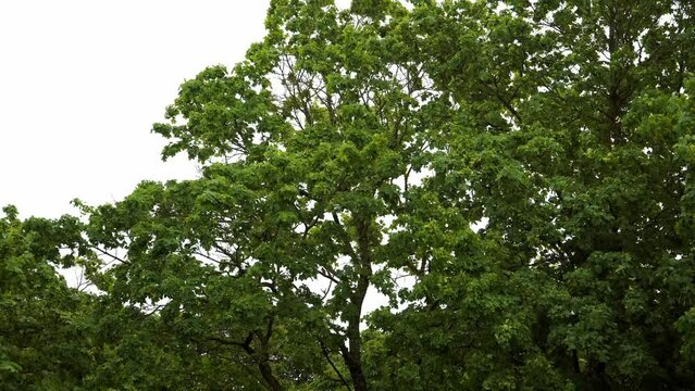 The branches of the deciduous tree sway in the wind breeze. Looking up, you'll see the vibrant green foliage of the maple trees on a windy day against a backdrop of gray, cloudy sky in summer.
