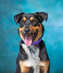 studio shot of a cute dog on an isolated background