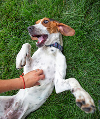 cute dog on a grassy lawn getting belly rubs - 683581040