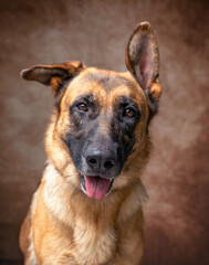 studio shot of a cute dog on an isolated background