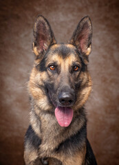 studio shot of a cute dog on an isolated background
