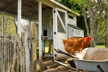 Two colorful red hens perched on a wheelbarrow in front of their coop.