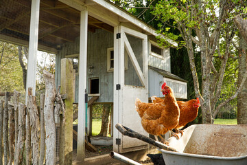 Two contented chickens reveling in their open-air coop, experiencing the joy of free-range living...