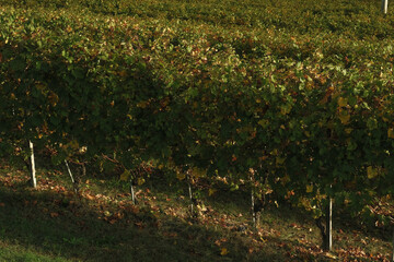 Fototapeta na wymiar landscapes of the Piedmontese Langhe. the vineyards of serralunga d'alba in the autumn of 2023, immediately after the grape harvest