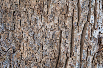 dry tree bark texture and background, nature concept