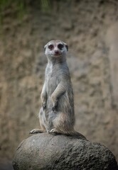 meerkat on guard