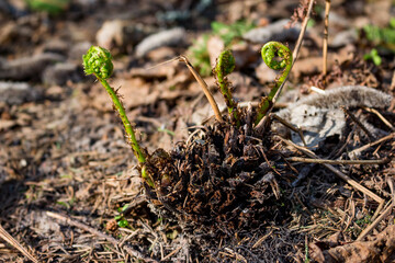Young fern sprouts growing on the ground in the forest