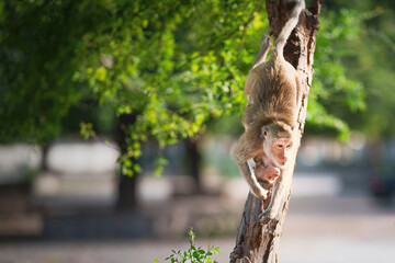 Mother monkey and baby monkey on tree in natural forest. She climb down from tree and her son hug...