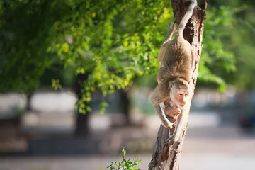 Foto op Plexiglas anti-reflex Mother monkey and baby monkey on tree in natural forest. She climb down from tree and her son hug in body with love and safety. Khao Ngu Stone Park, Ratchaburi, Thailand. Blank space for text entry. © sompao